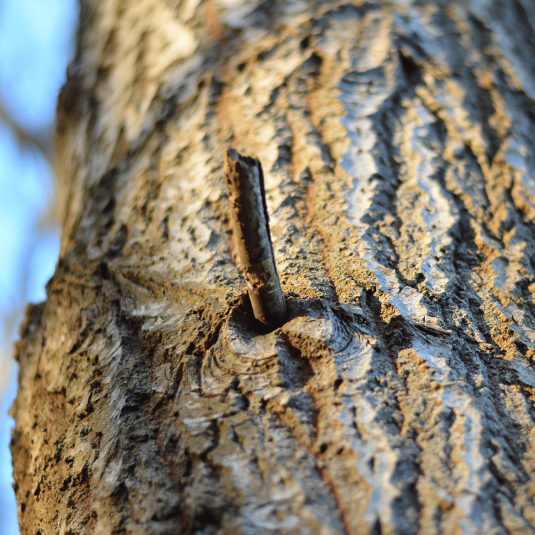 das bild zeigt eine makroaufnahme eines baumes. in der mitte ist ein dünner abgebrochener astansatz zu sehen.