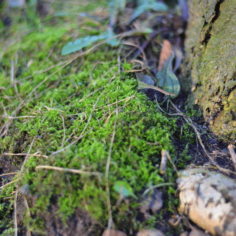 das bild "moos im wald" ist eine makroaufnahme vom waldboden. es ist moos zu sehen. aber auch holz, andere pflanzen und tannennadeln.